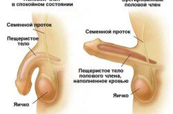 Влияние мяты на мужскую потенцию Влияние мяты на мужскую потенцию